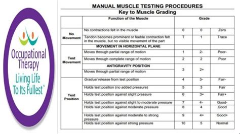 Occupational Therapy Manual Muscle Testing And Grading