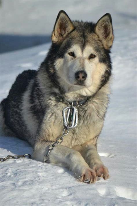 Alaskan Malamute Siberian Husky Wolf Mix Pets Lovers