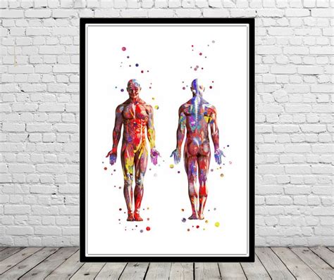 Muscular System Watercolor Anatomy Art Human Muscles Etsy Anatomy