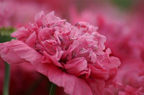 Fotos Gratis Naturaleza Pétalo Amor Primavera Jardín Rosado