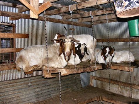 735 Pounds Of Goat Goat Farming Goats Goat Shelter