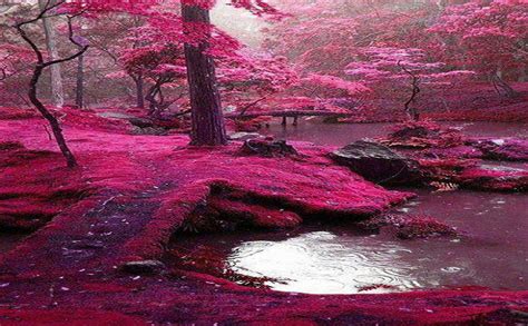 Bridges Park In Ireland Beautiful Places Pink Forest Beautiful Nature