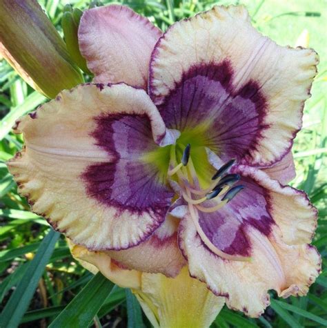 Running the c.p.8d text file will generate 2 files as shown below. Daylilies forum→June 2017 seedlings - Garden.org