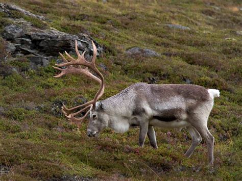 Reindeer And Caribou Raner Tarandus