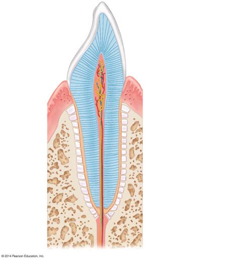 Human Canine Tooth Diagram Quizlet