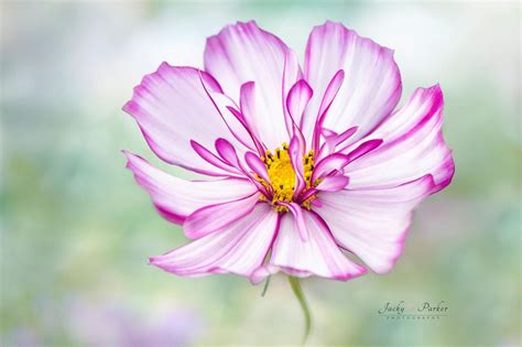 20 Awesome Flower Photography Works By Jacky Parker