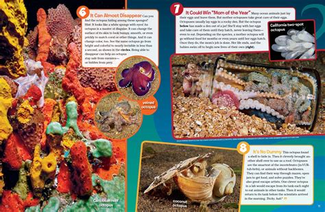 8 Great Octopus Facts Nwf Ranger Rick
