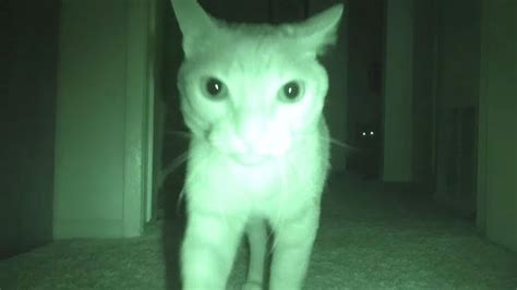 Night Vision Camera Captures How Four Cats Entertain Themselves While