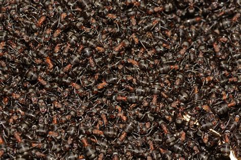 Species Of Uk Week 20 Wood Ants Formica Rufa Group