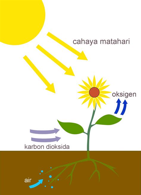 Pengertian Fungsi Proses Fotosintesis