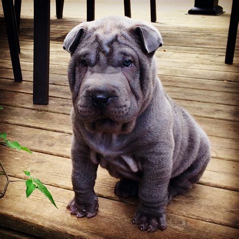 Our 7 Week Old Blue Chinese Shar Pei Puppy Shar Pei Puppies