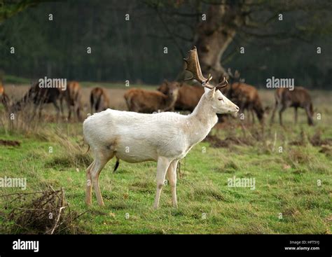 Rare White Fallow Deer Stag The Fallow Deer Is A Ruminant Mammal