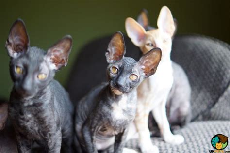 Find rex in cats & kittens for rehoming | 🐱 find cats and kittens locally for sale or adoption in ontario : Cornish Rex kittens for sale | UK Pets