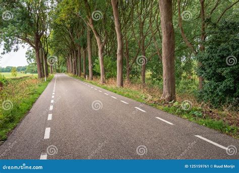 Long Asphalt Road With Tall Trees On Both Sides Stock Image Image Of