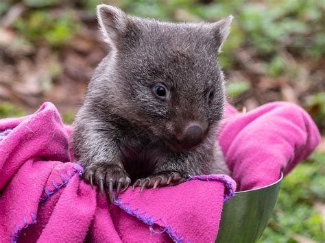 Baby Wombat Myrtles Adorable Surprise At Zoodoo Daily Telegraph