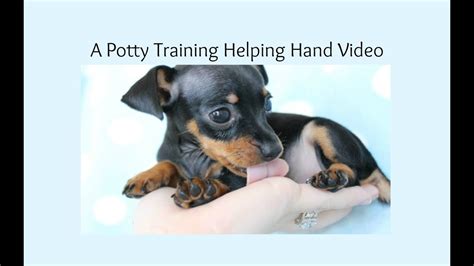 Playtime paws specializes in online dog and puppy training! Potty Training Your Miniature Pinscher Puppy, Helping Hand ...