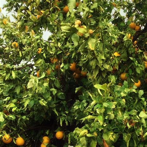 Bergamot Orange Tree Citrus Bergamia