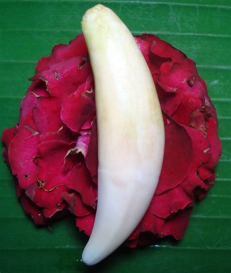 Dimaharkan Taring Macan Asli Termahar Benda Mustika Ghaib | Batu