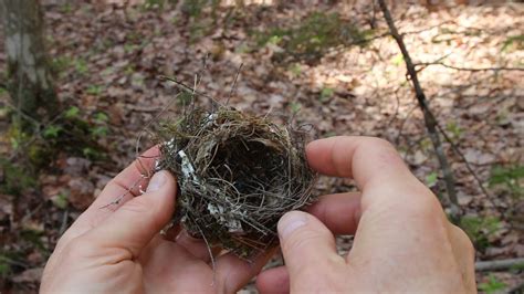 How Long Does It Take To Build A Bird Nest Bird Walls