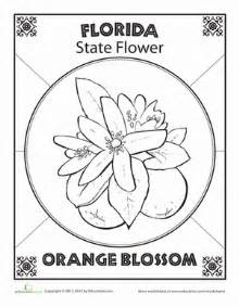 Color orange coloring sheets murderthestout. Florida State Flower | Worksheets, Symbols and Flower