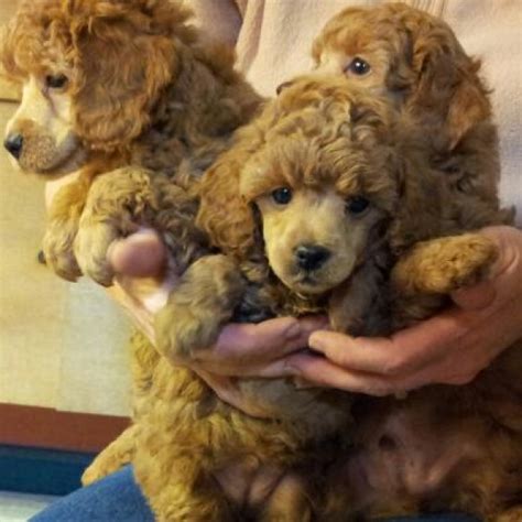 Akc Toy Poodle Breeders In Nc Wow Blog