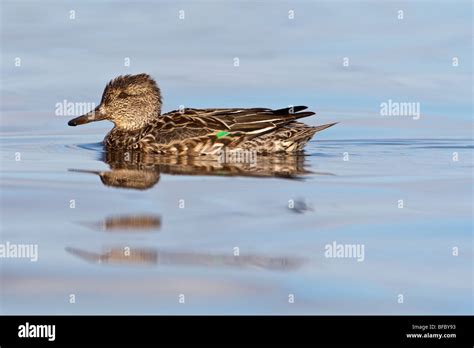 Eurasian Teal Duck Hi Res Stock Photography And Images Alamy