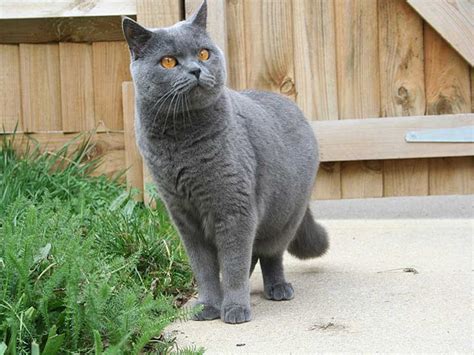 British Shorthair Cat Is Very Sweet Natured And Devoted To Its Owners