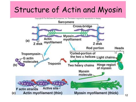 Actin Myosin Diagram
