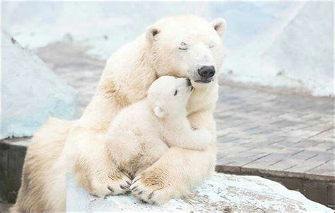 Pin Van Laura Martin Op Polar Bear Schattige Dieren Dieren Ijsbeer