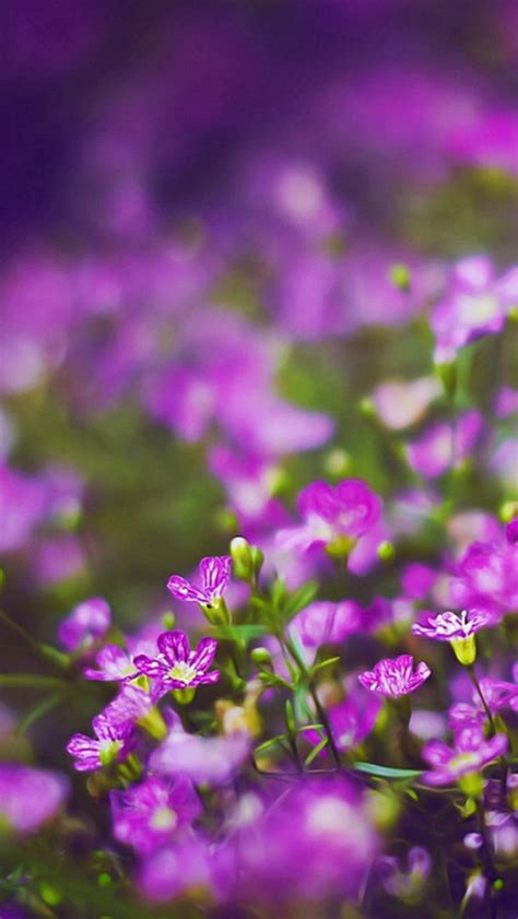 Nature Purple Little Flower Garden Field Bokeh Iphone Wallpapers Free