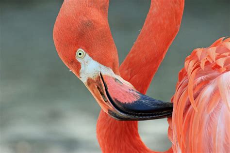 Beak Bird Colorful Exotic Flamingo Nature Tropical 4k Wallpaper