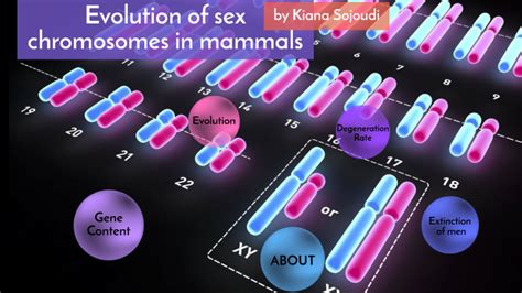 Evolution Of Sex Chromosomes In Mammals By Kiana Sjdi