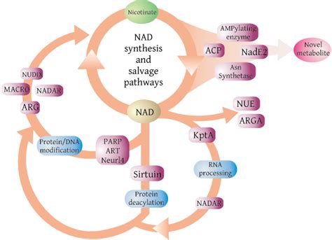 Research Highlights Of The Aravind Group Nad Arts And Args New