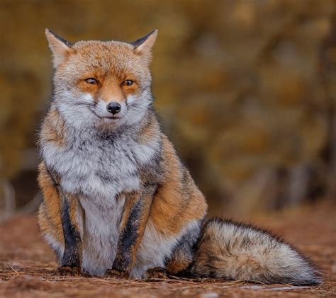 Beautiful Wildlife “orange By © Michelebavassano ” Orange Fox Fox