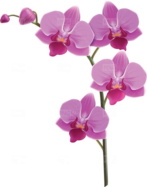 Orchid Flower Png Photo 998 Free Png Images Download