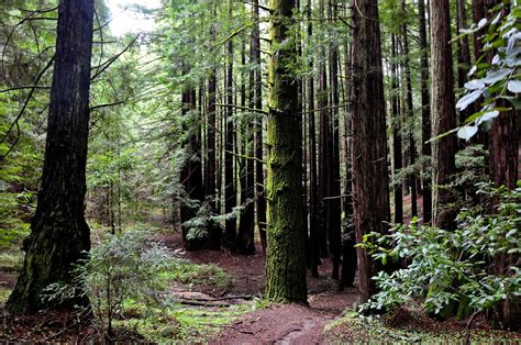 Redwoods At Uc Santa Cruz By Nedrichards Flickr Photo Sharing