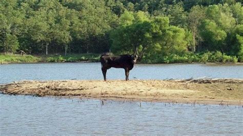 Stranded Cow Rescued From Lake Eufaula Island