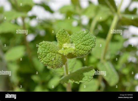 Apple Mint Mentha Suaveolens Stock Photo Alamy