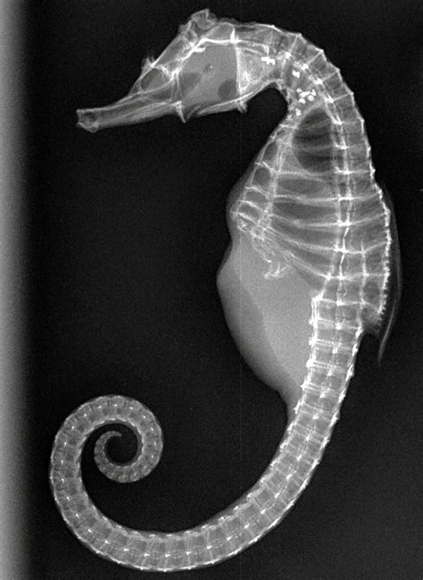 Amazing Animal X Rays Show Off Natures Glory
