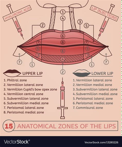 Lips Injections Image Royalty Free Vector Image