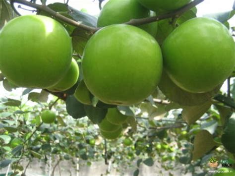 Seedless Thai Apple Ber Plant Produce Three Times Big Size Fruit Puspita Nursery