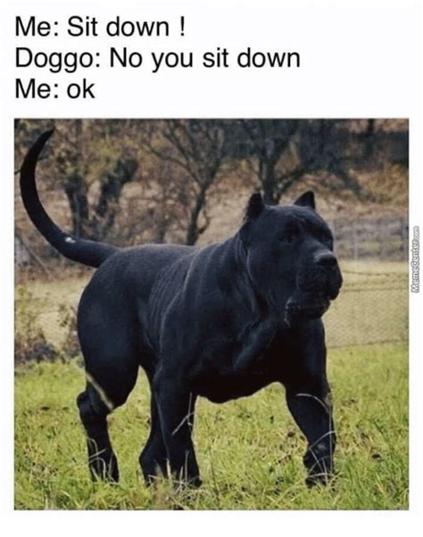 15 Cane Corso Memes Youll Find Too Cute The Dogman