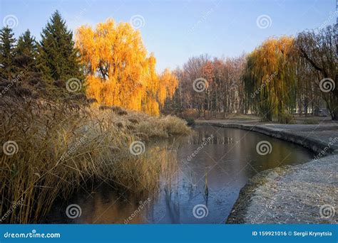 Weeping Willow Tree Over The Pond In Autumn Park Sunny Autumn Day