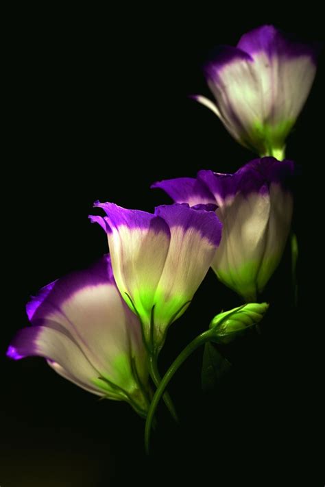 434 Best Images About Lisianthus On Pinterest Bud