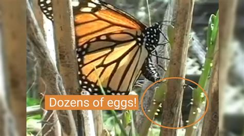 Monarch Butterfly Laying Eggs 🦋 Youtube