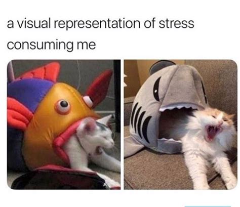 Pin On Funny Cat Memes