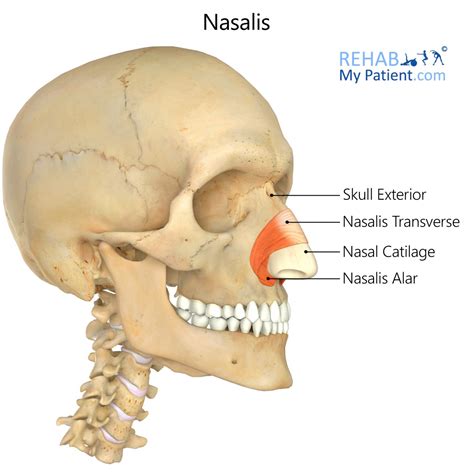 Nasalis Rehab My Patient