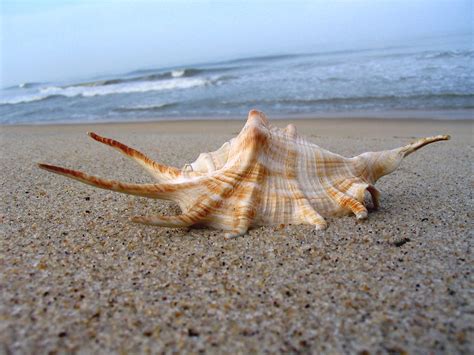 Pourquoi croit-on entendre la mer dans les coquillages ? | CNEWS