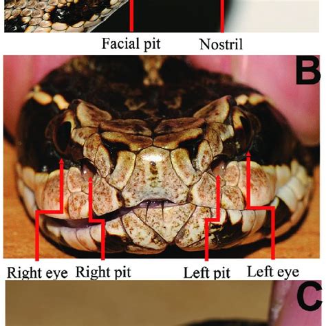 Schematic Diagram Of The Snake Brain Anterior Is Up And Posterior Is