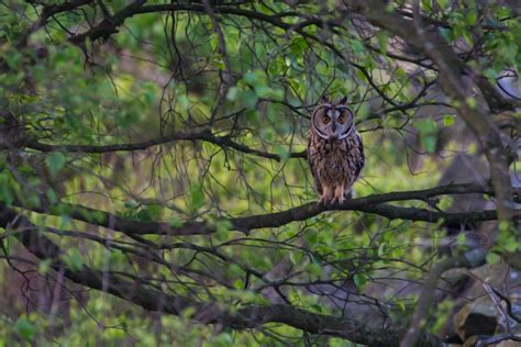 Darley Dale Wildlife Long Eared Owl Beeley Moor